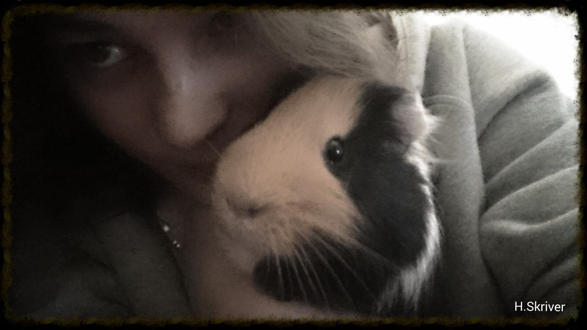 Marsvin Tejs billede 3