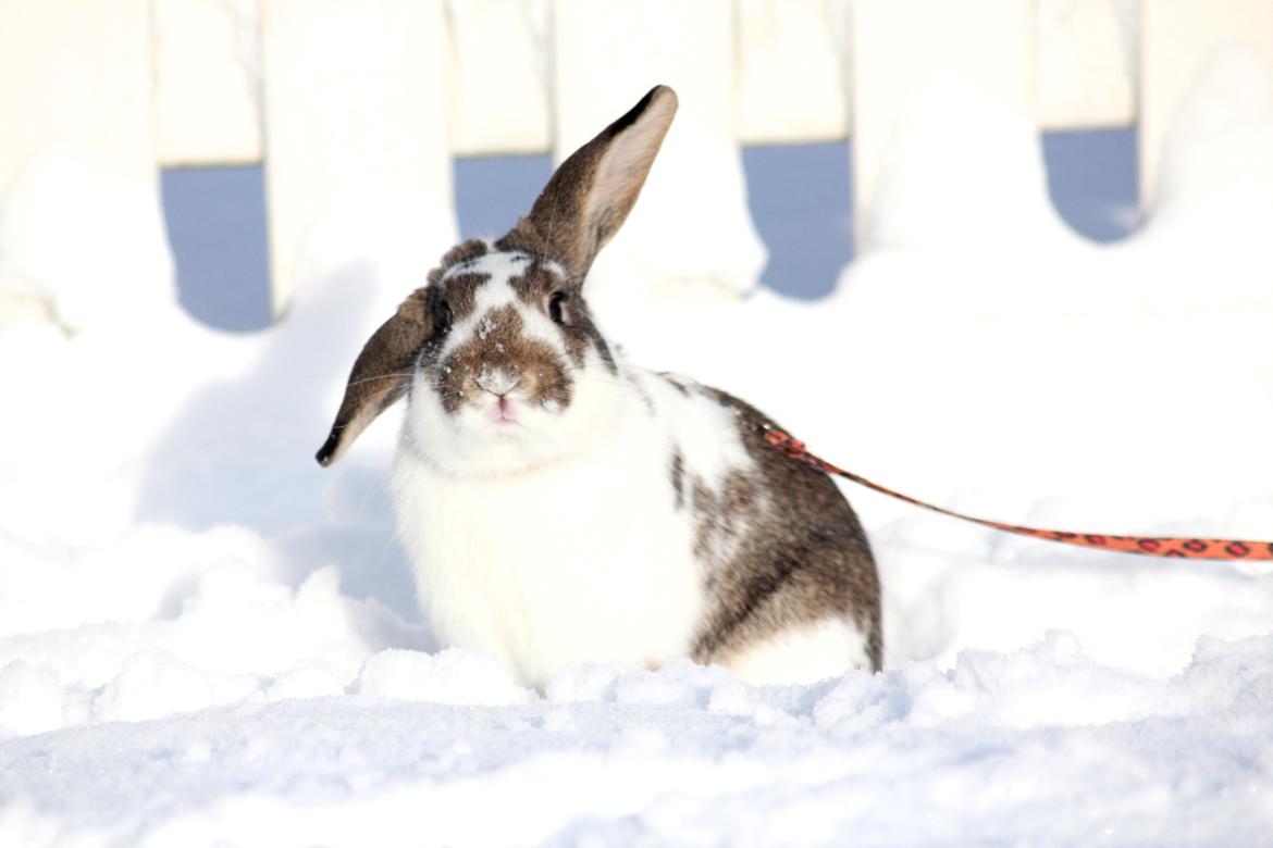 Kanin Solens Triops Biloba billede 8