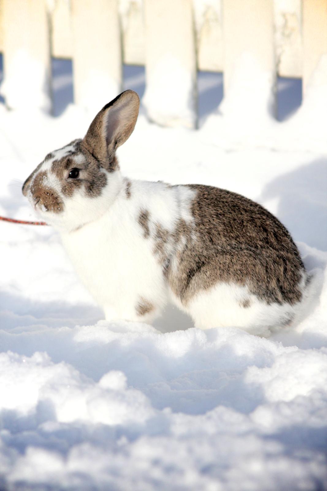 Kanin Solens Triops Biloba billede 6