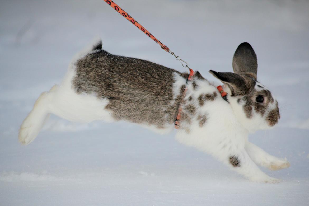 Kanin Solens Triops Biloba billede 7