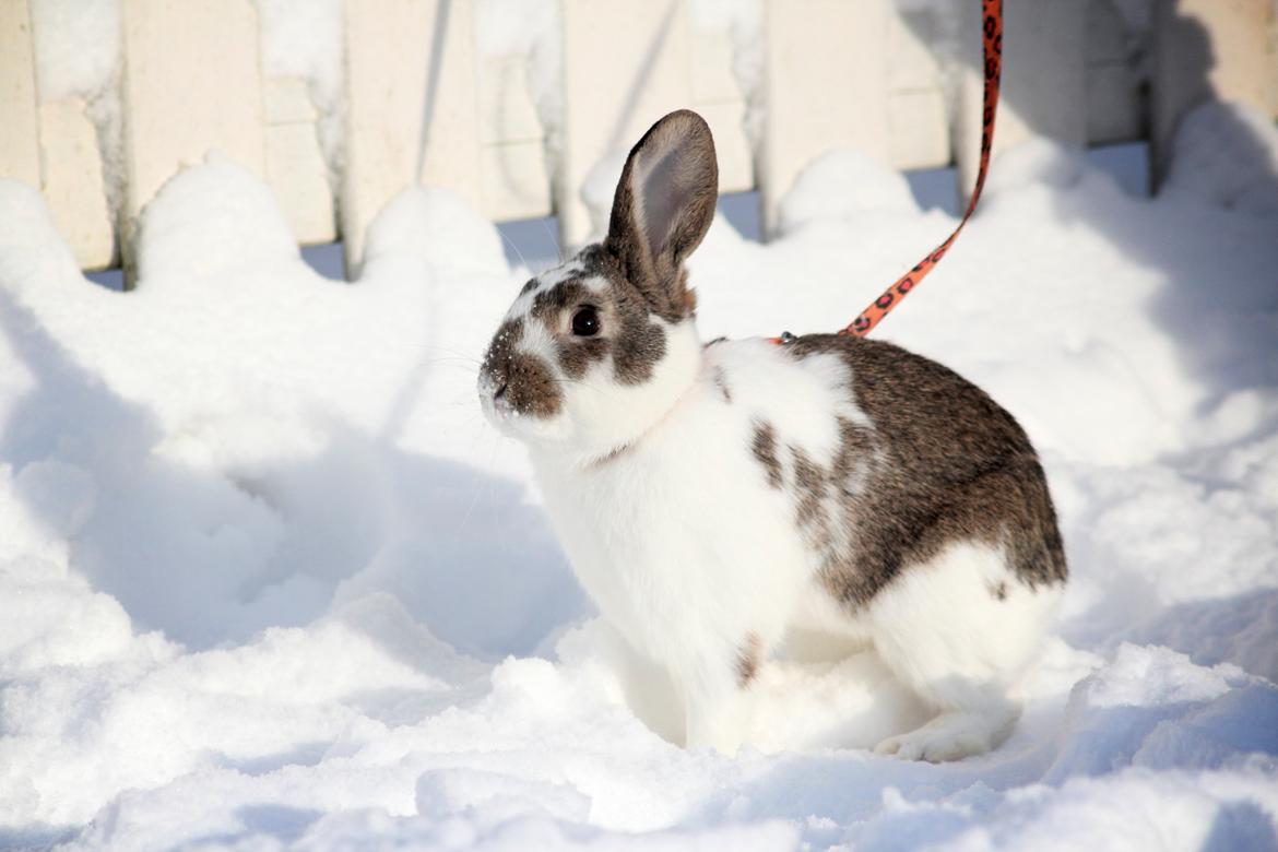 Kanin Solens Triops Biloba billede 9