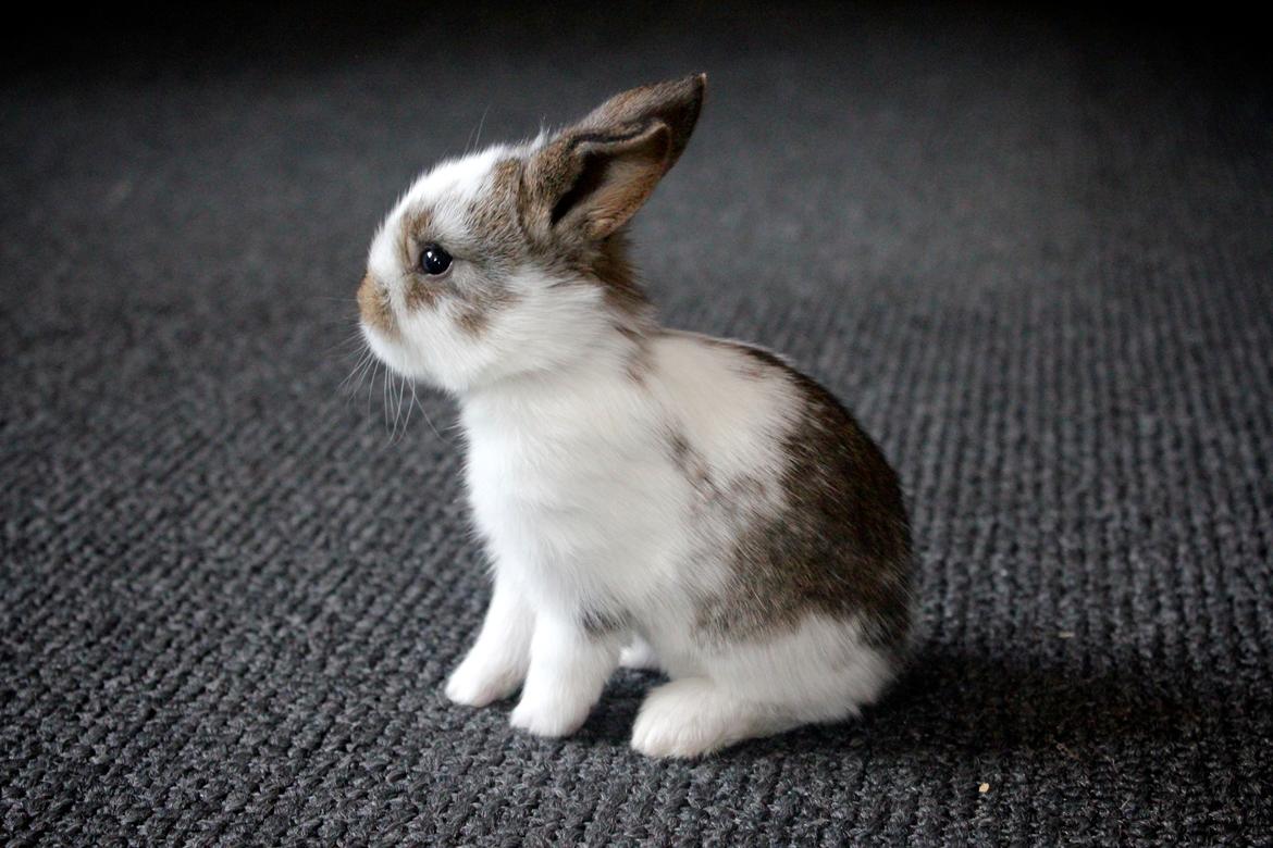 Kanin Solens Triops Biloba billede 12