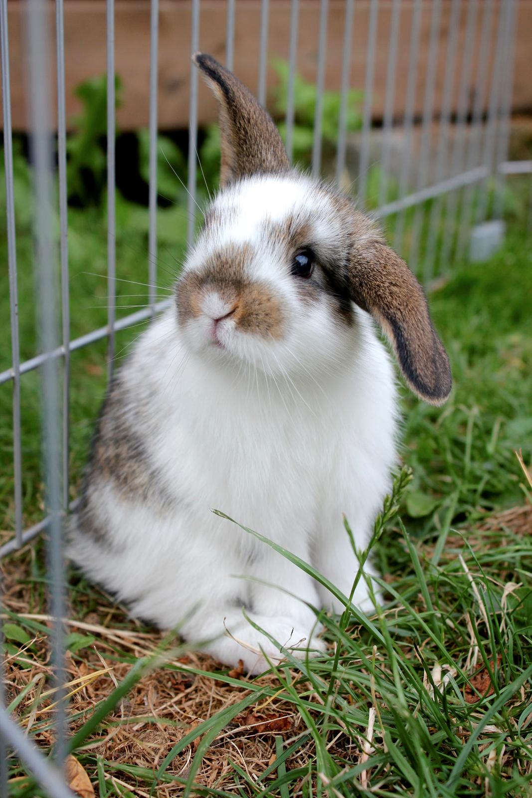 Kanin Solens Triops Biloba billede 10