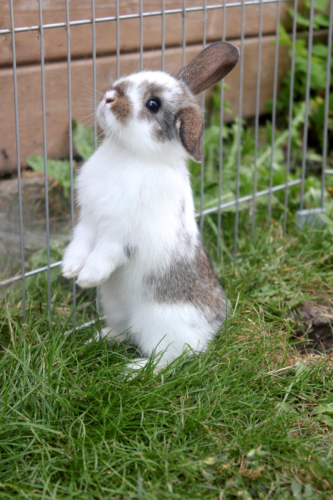 Kanin Solens Triops Biloba billede 11