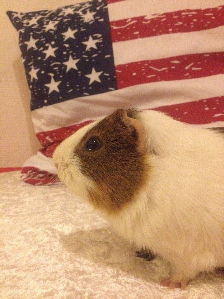 Marsvin Zeus billede 8