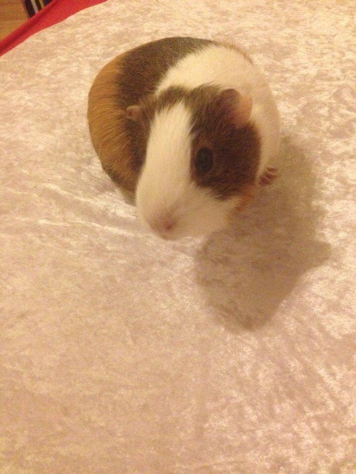 Marsvin Zeus billede 9