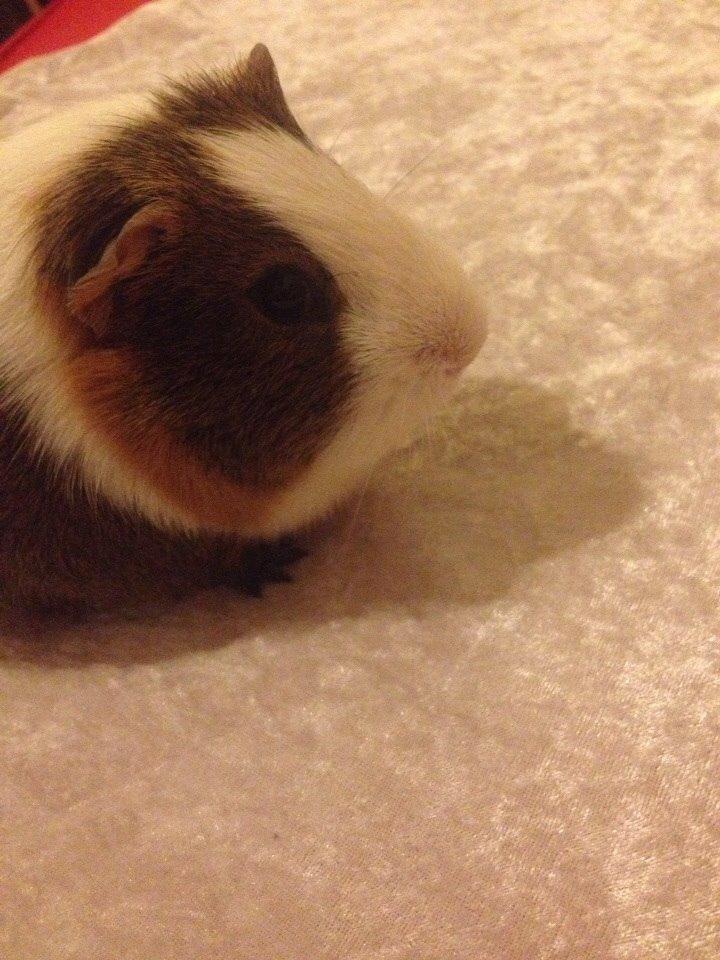 Marsvin Zeus billede 10