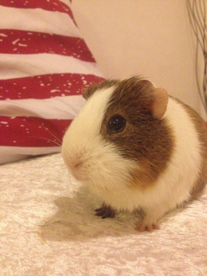 Marsvin Zeus billede 11