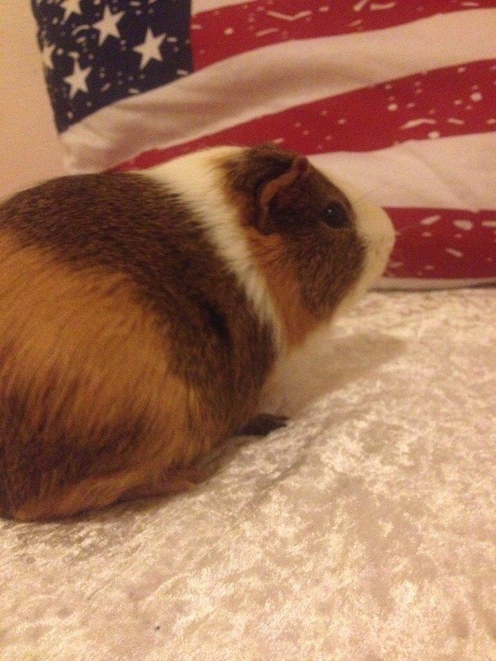 Marsvin Zeus billede 12