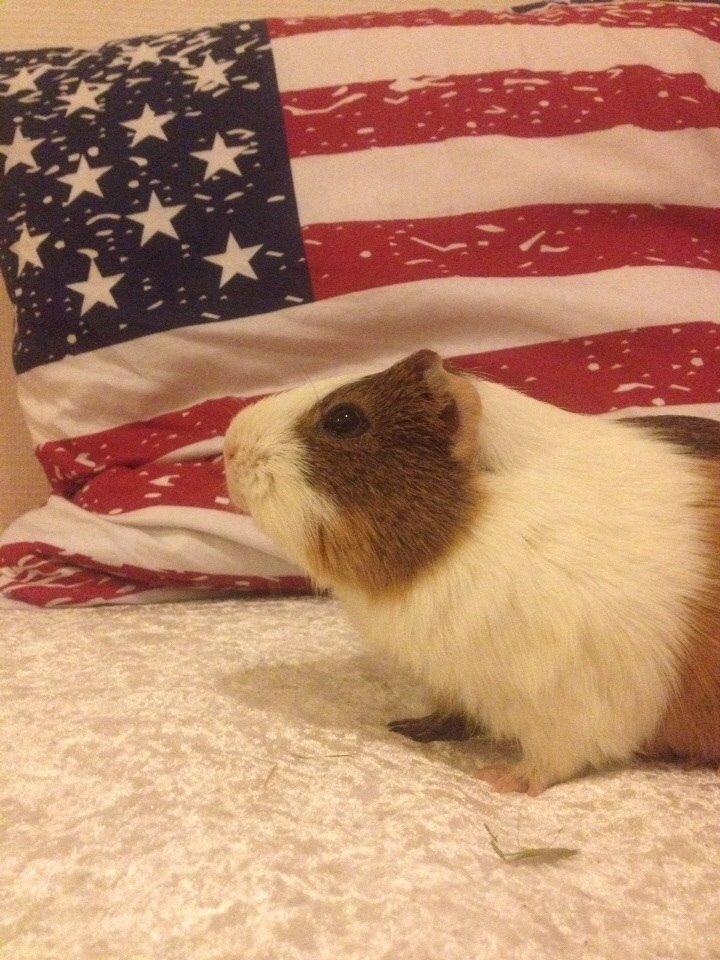 Marsvin Zeus billede 13