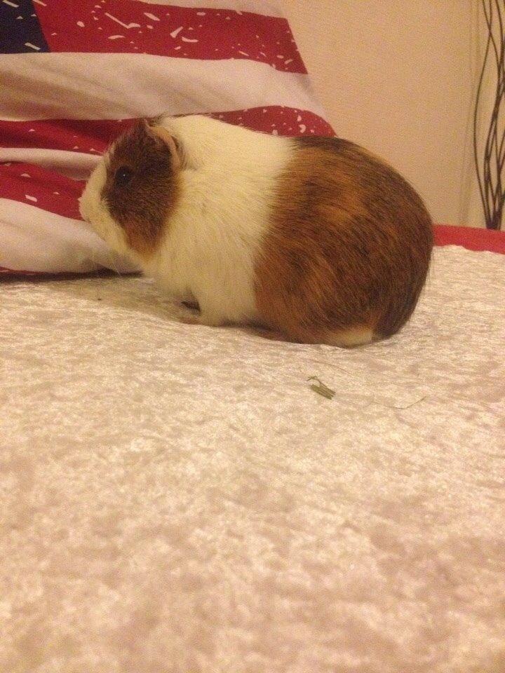 Marsvin Zeus billede 14