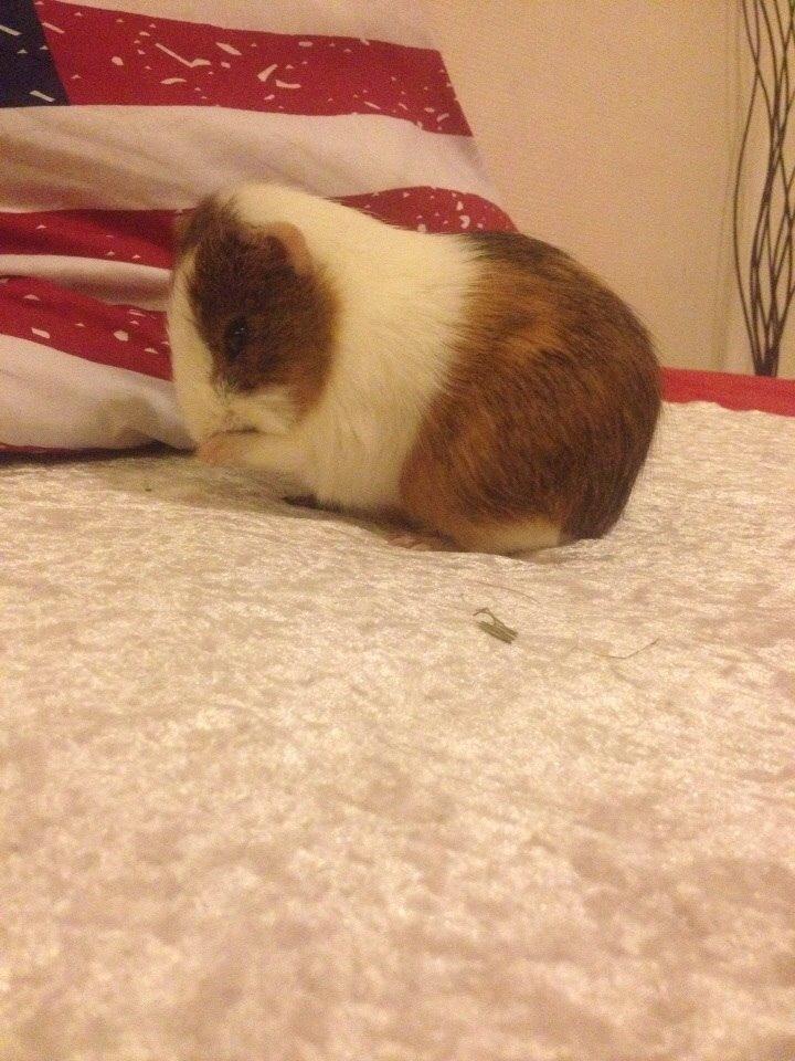 Marsvin Zeus billede 15