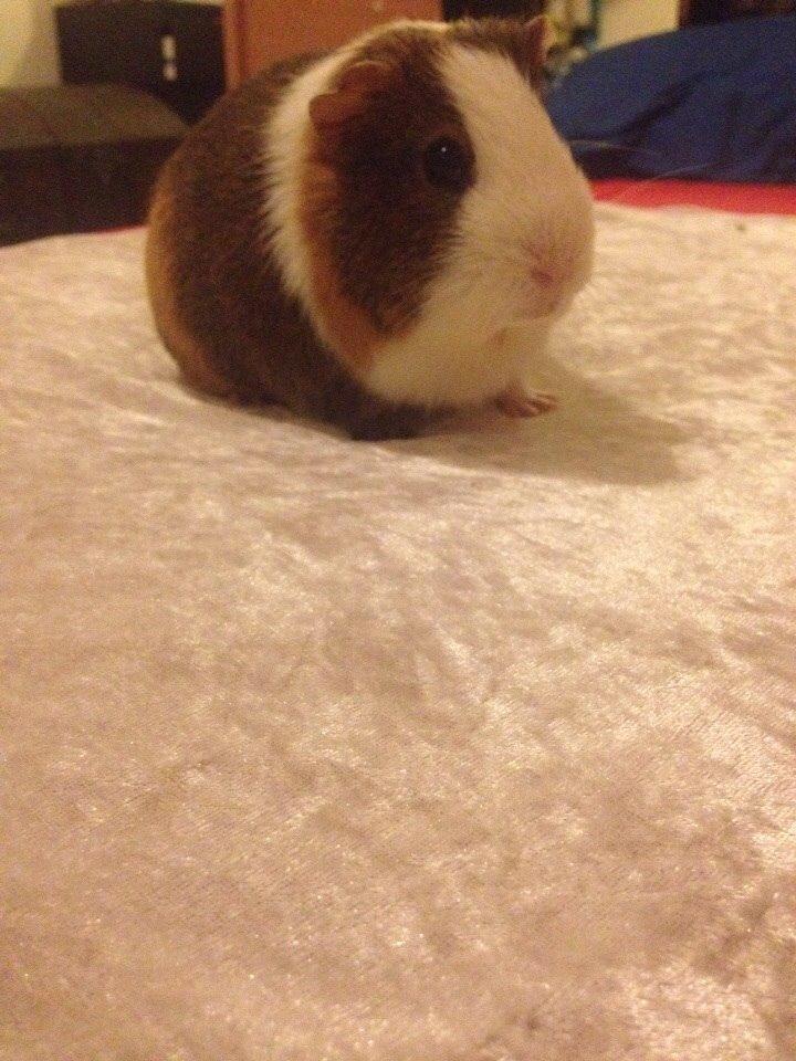 Marsvin Zeus billede 16