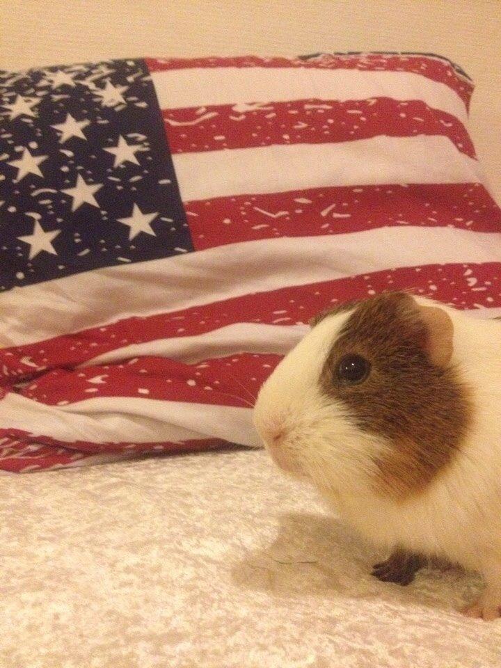 Marsvin Zeus billede 17