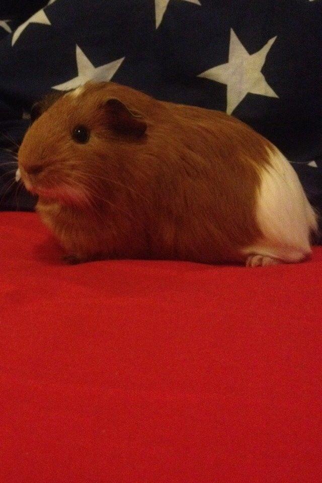 Marsvin Pepper billede 10