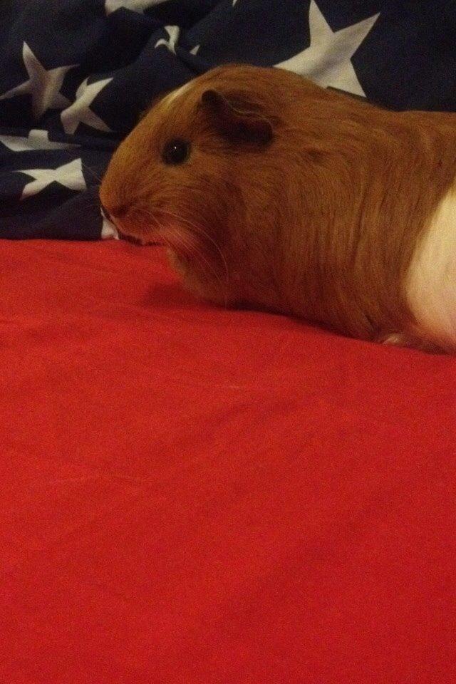 Marsvin Pepper billede 11