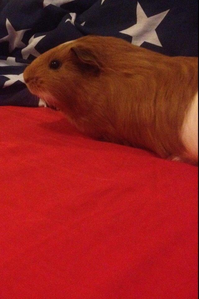 Marsvin Pepper billede 12