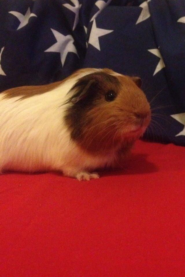 Marsvin Pepper billede 13