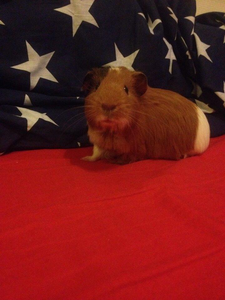 Marsvin Pepper billede 15