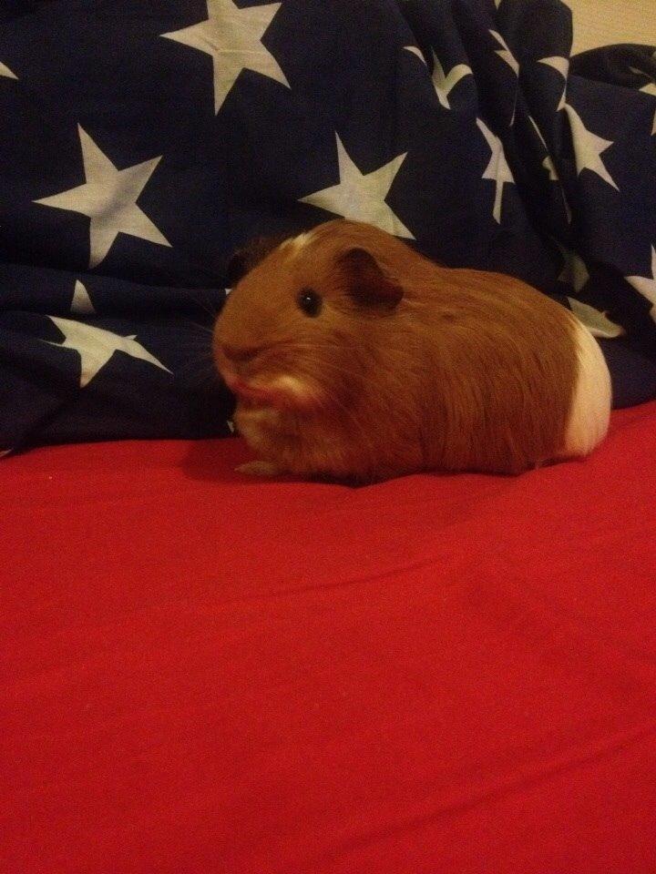 Marsvin Pepper billede 14