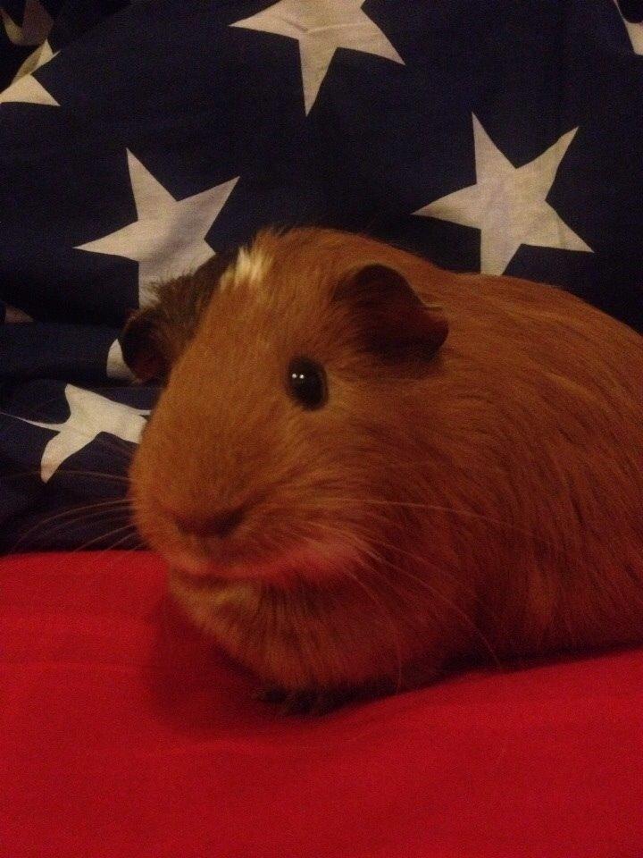 Marsvin Pepper billede 16