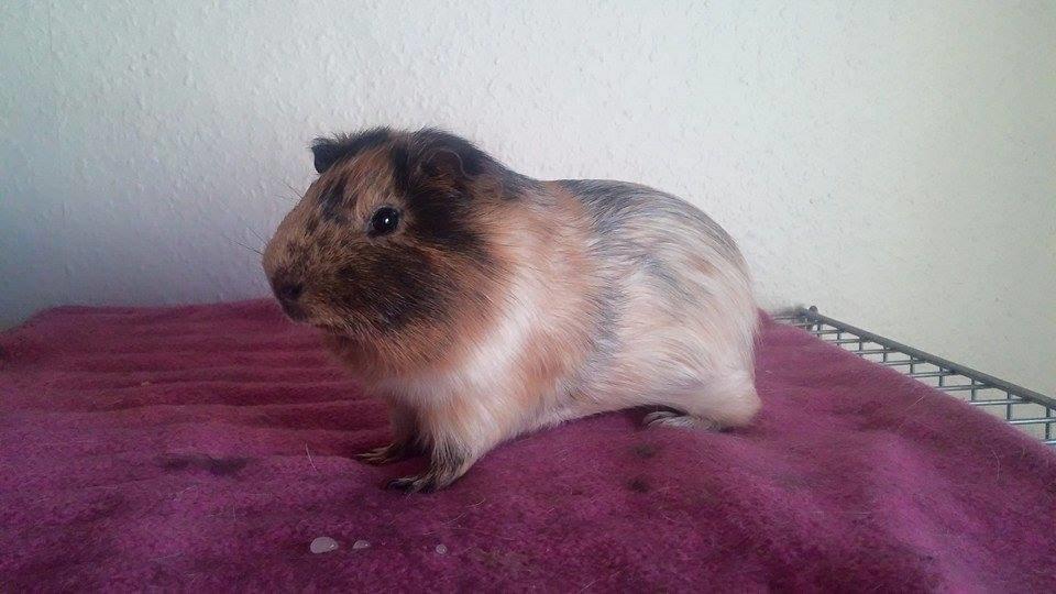 Marsvin Theo billede 1