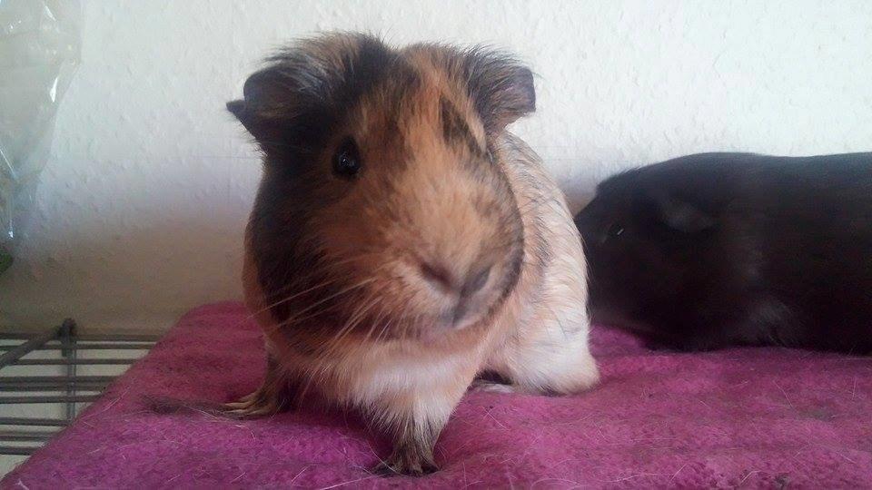 Marsvin Theo billede 3