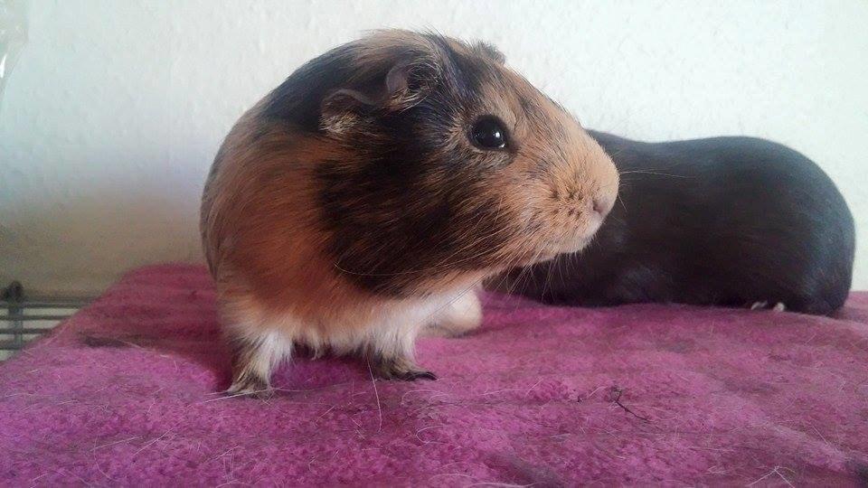 Marsvin Theo billede 4