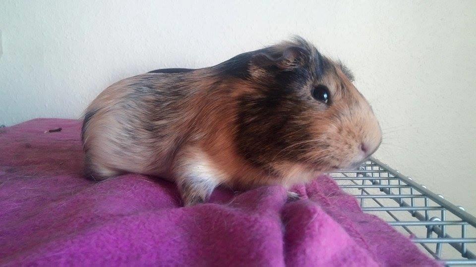 Marsvin Theo billede 5