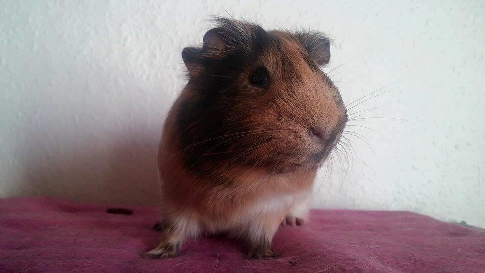 Marsvin Theo billede 6