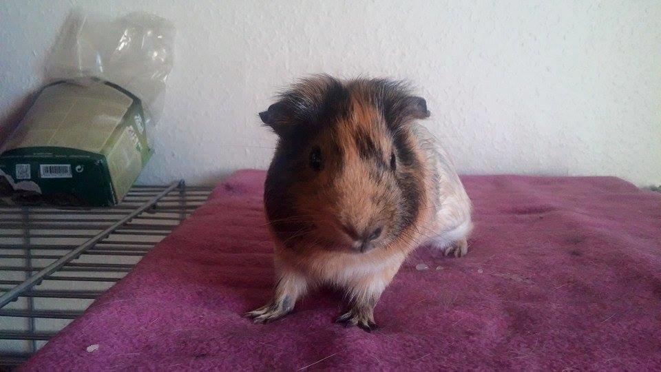 Marsvin Theo billede 2