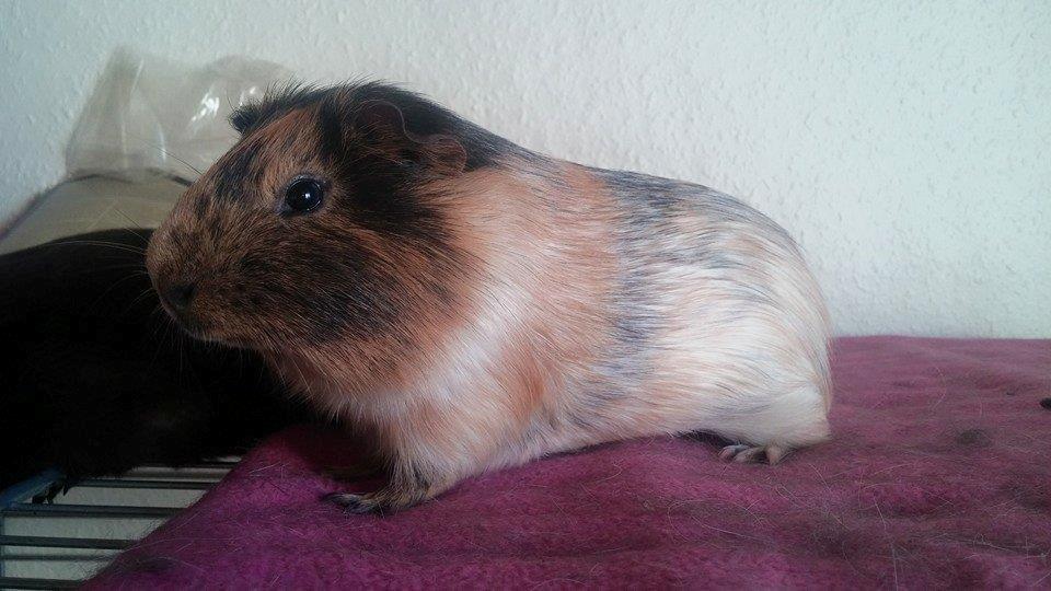 Marsvin Theo billede 8