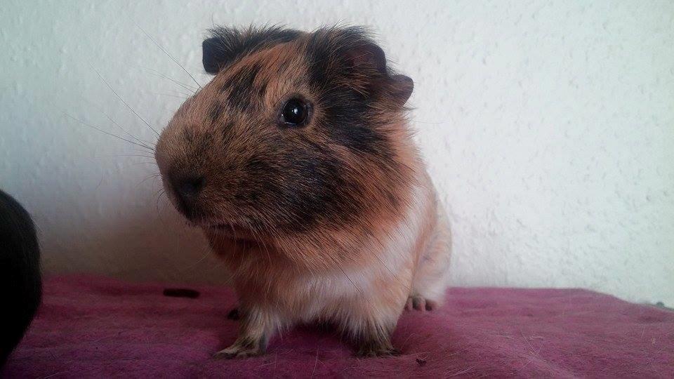 Marsvin Theo billede 7