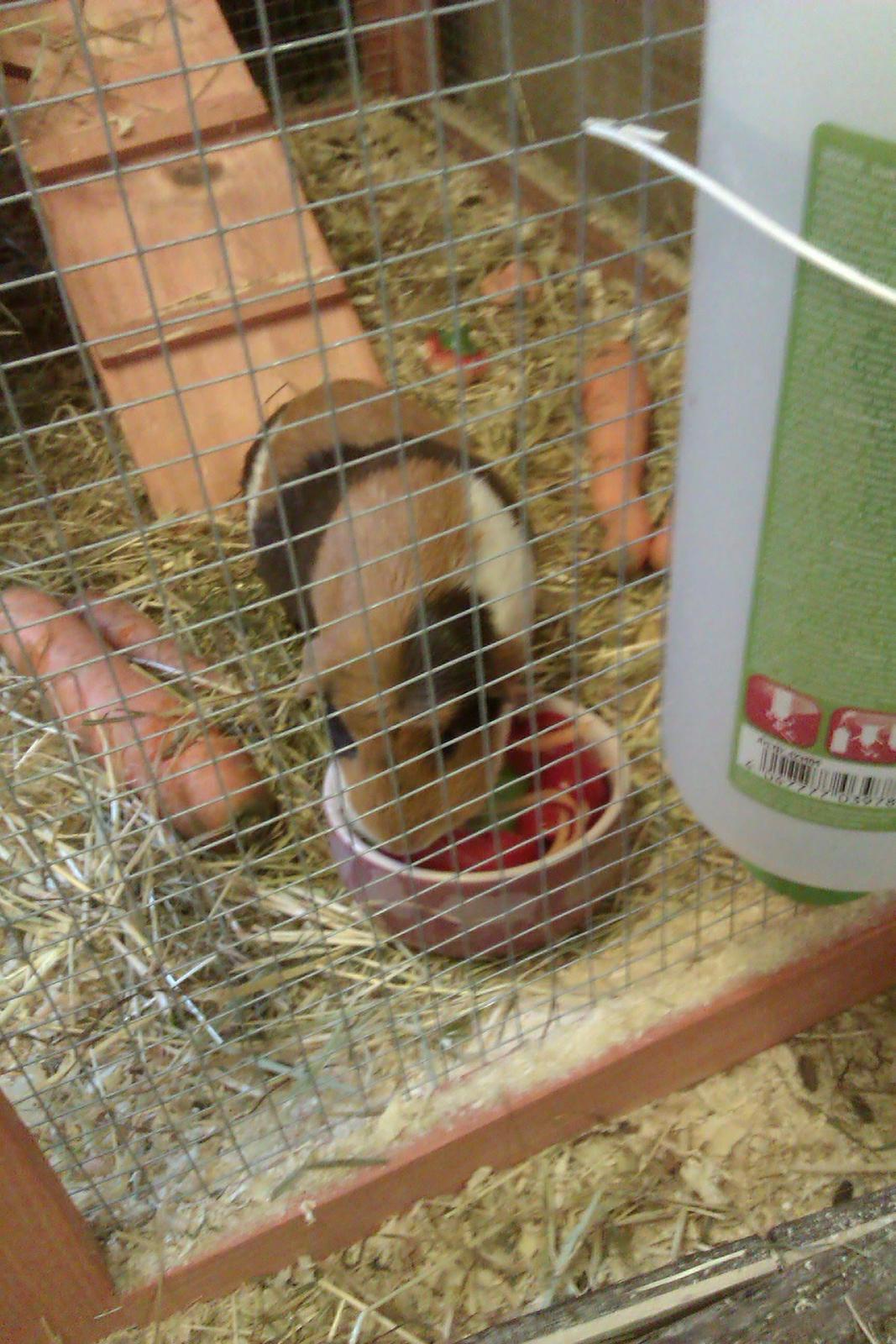 Marsvin Alice billede 17