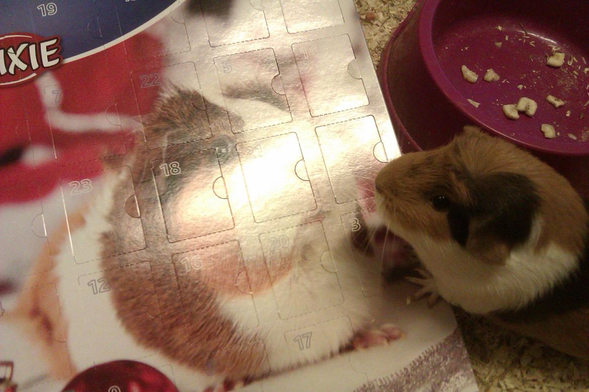 Marsvin Alice billede 26