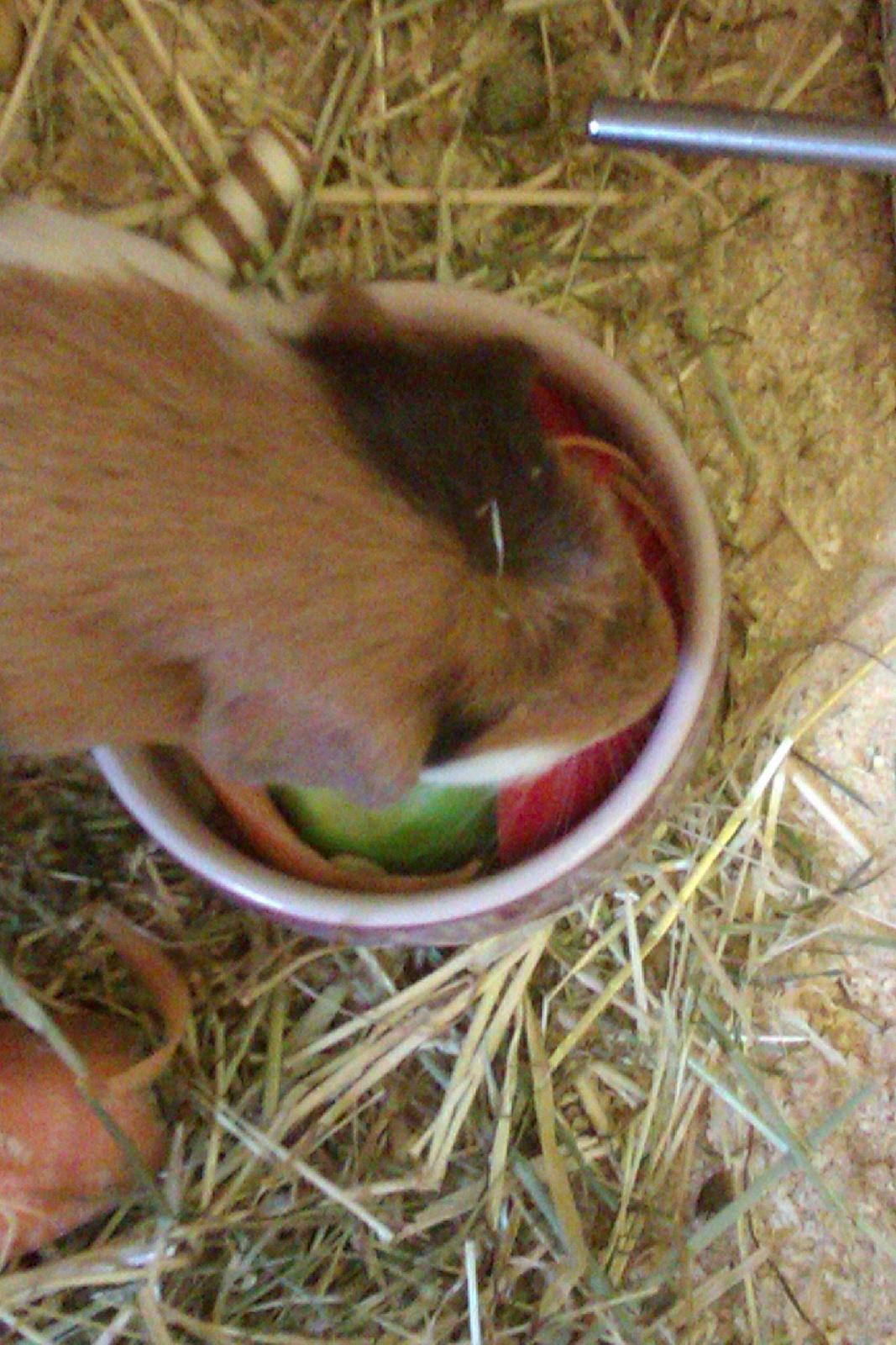 Marsvin Alice billede 18