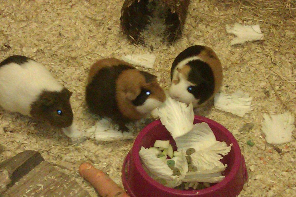 Marsvin Alice billede 19