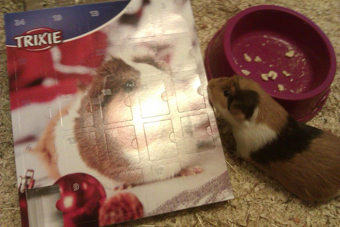 Marsvin Alice billede 25