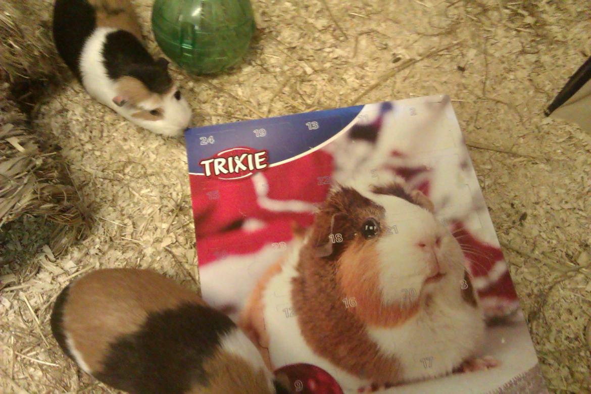 Marsvin Alice billede 22