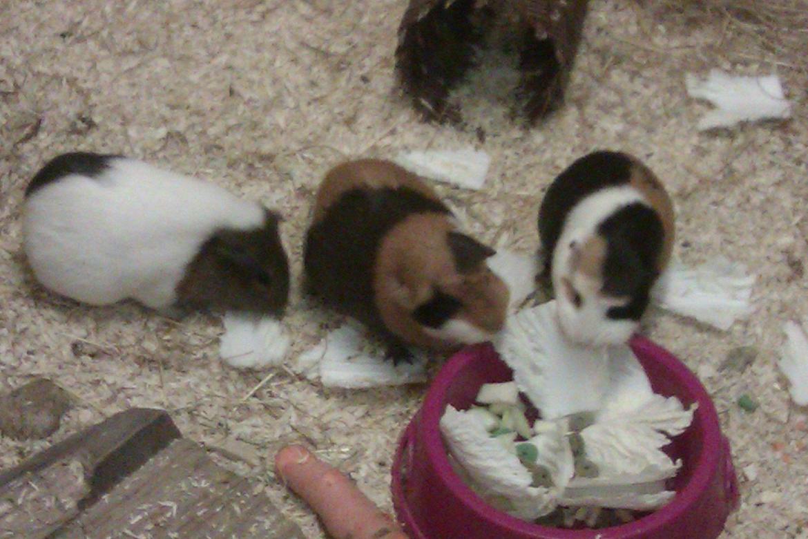 Marsvin Alice billede 20