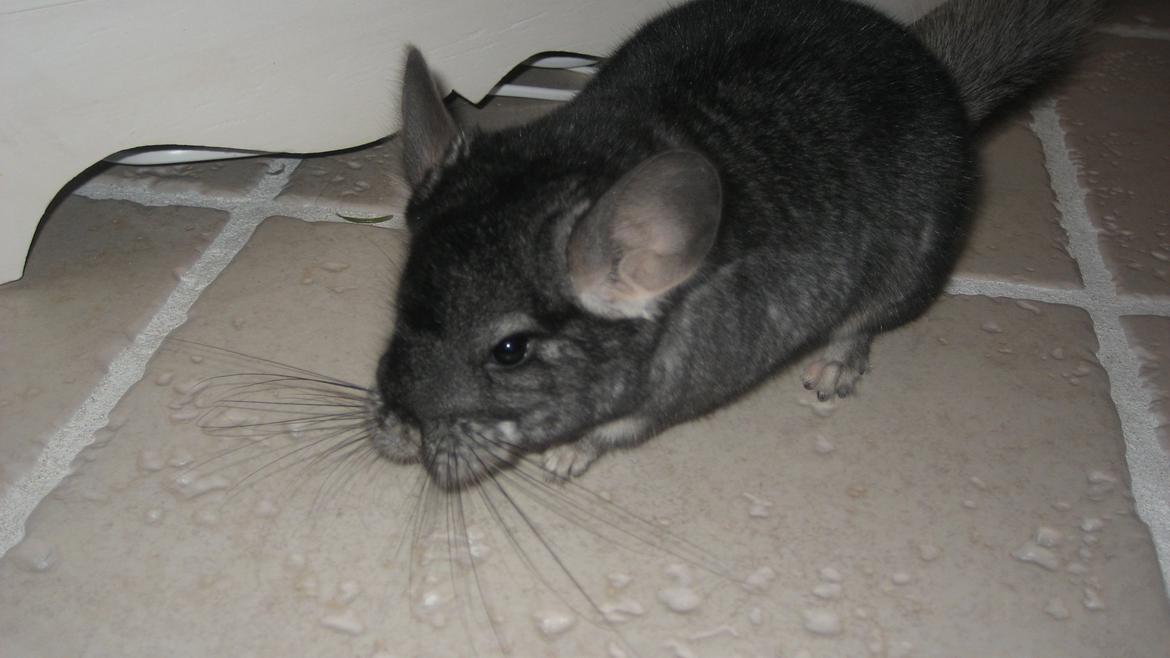 Chinchilla Bamse - Snakkesalig lille chilla :) billede 4