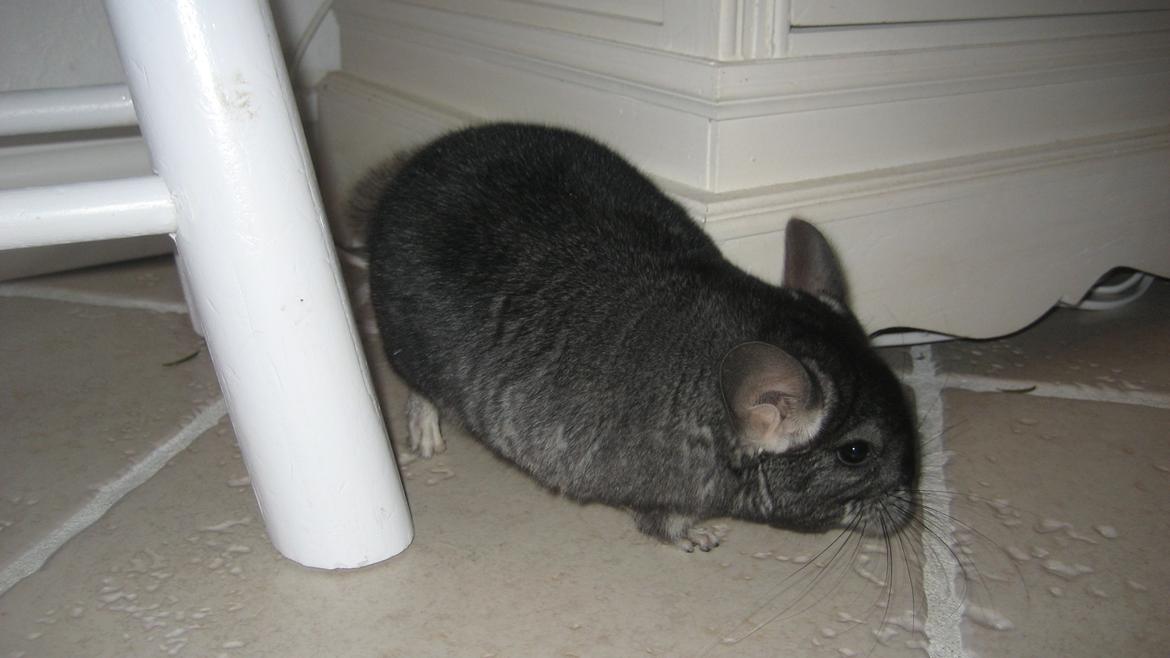 Chinchilla Bamse billede 5