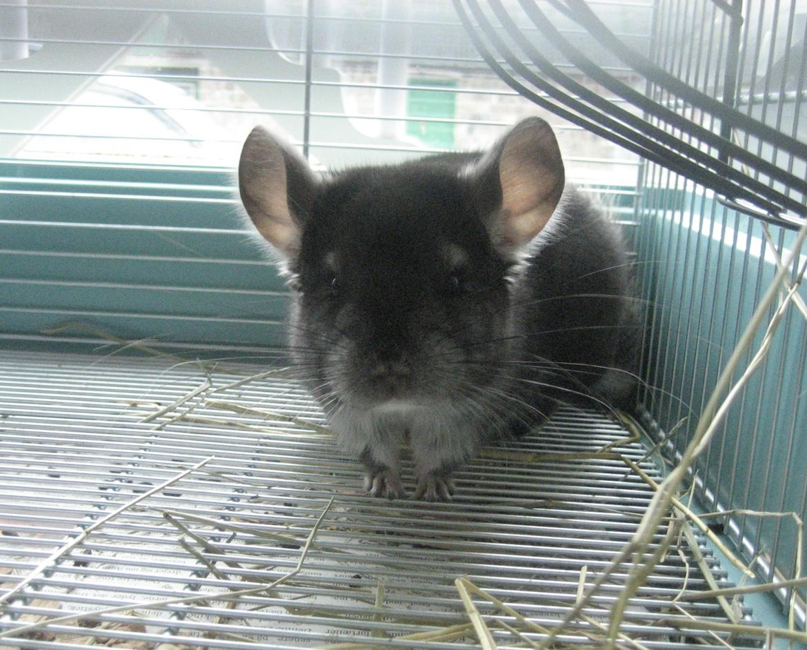 Chinchilla Bamse - Nysgerrig chilla!!! billede 1