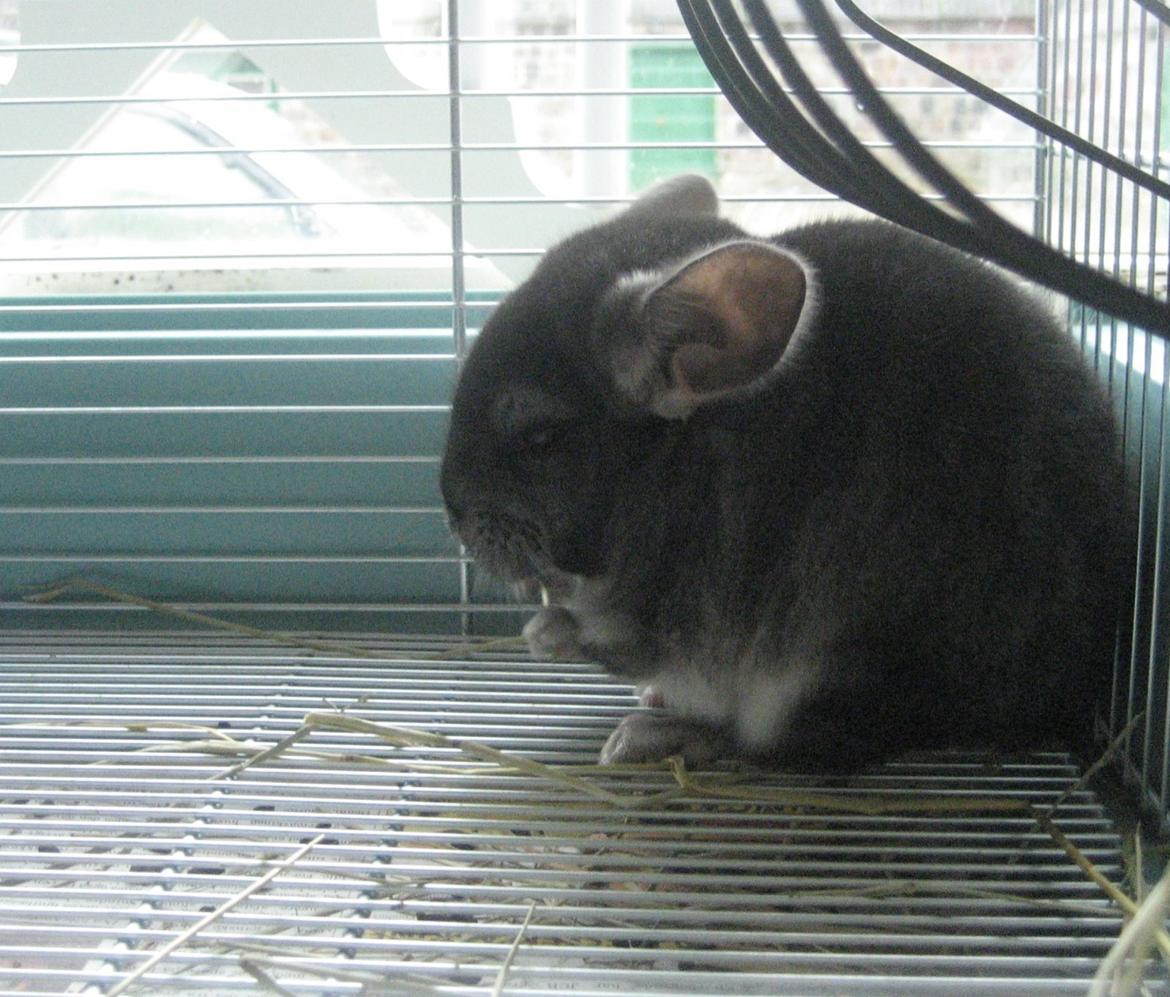 Chinchilla Bamse - Nom nom nom :) billede 3