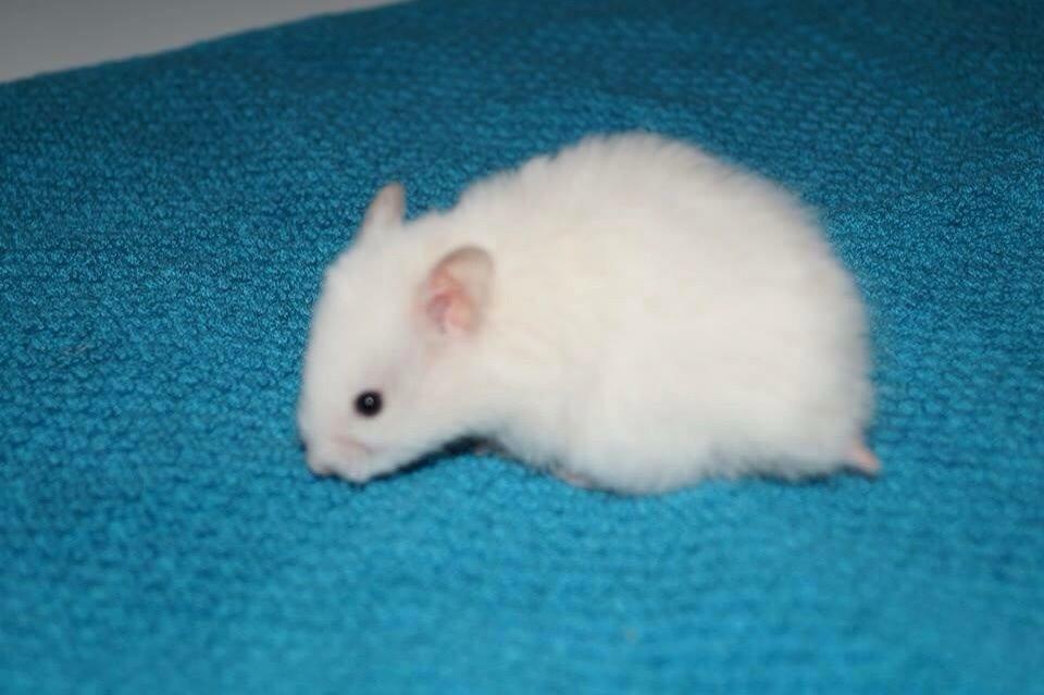 Hamster Prins Caspian *R.I.P.* billede 1