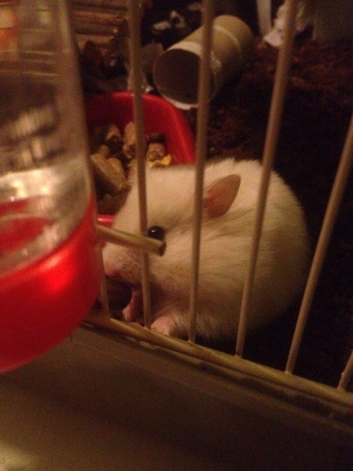 Hamster Prins Caspian *R.I.P.* billede 3