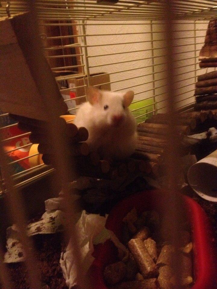 Hamster Prins Caspian *R.I.P.* billede 4