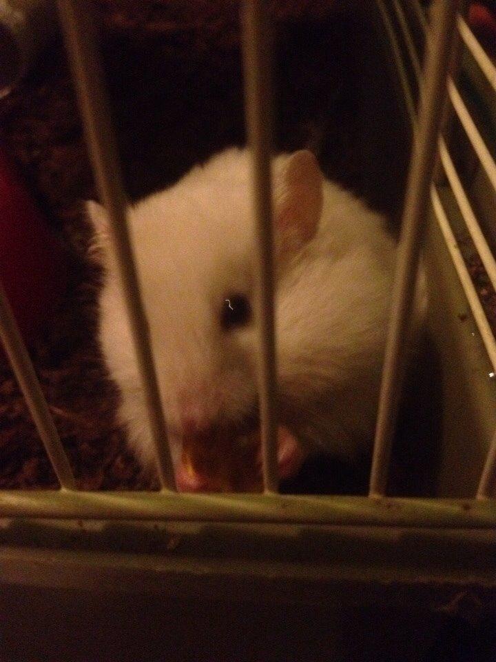 Hamster Prins Caspian *R.I.P.* billede 5