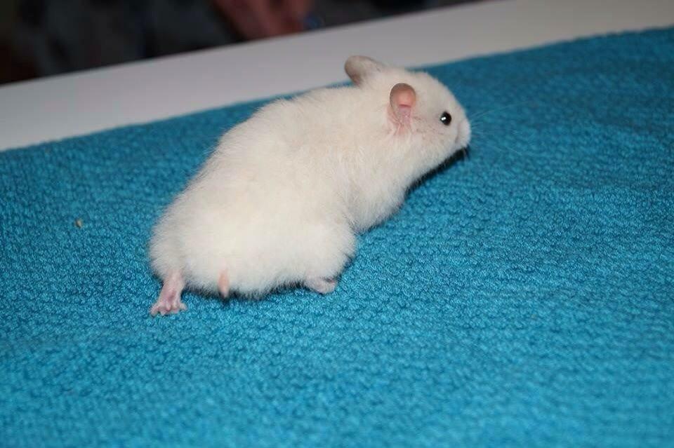 Hamster Prins Caspian *R.I.P.* billede 2