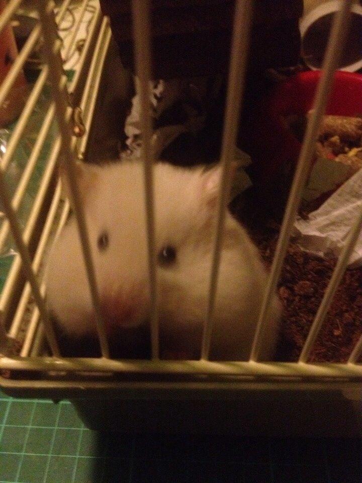 Hamster Prins Caspian *R.I.P.* billede 6